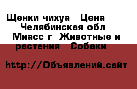 Щенки чихуа › Цена ­ 1 - Челябинская обл., Миасс г. Животные и растения » Собаки   